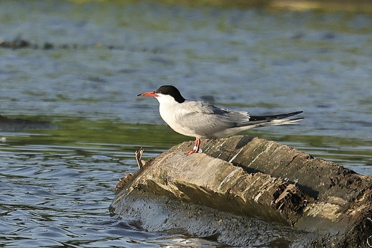 Common Tern - ML646628356
