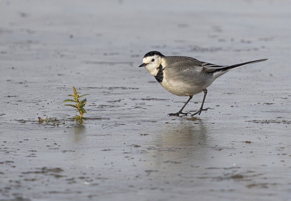 White Wagtail - ML646628357