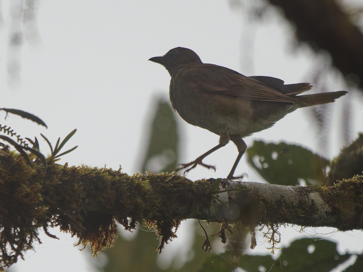 Pale-vented Thrush - ML646628358