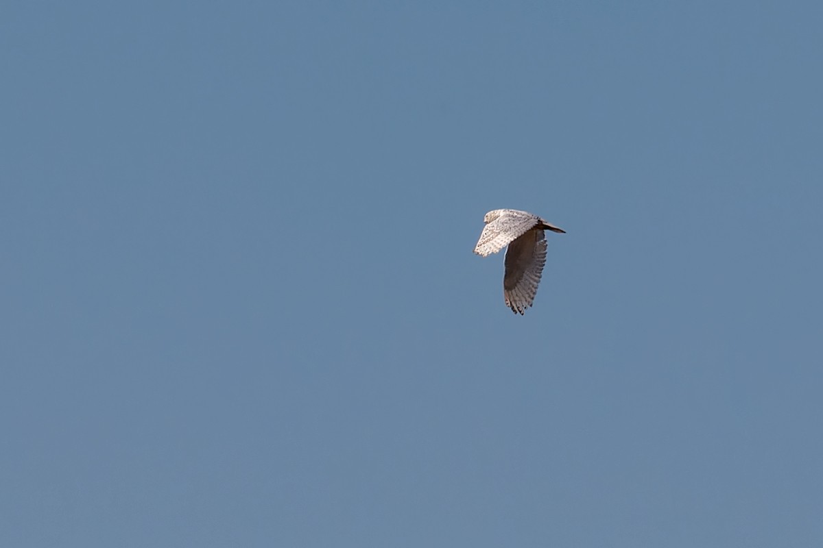 לילית שלג - ML646628359