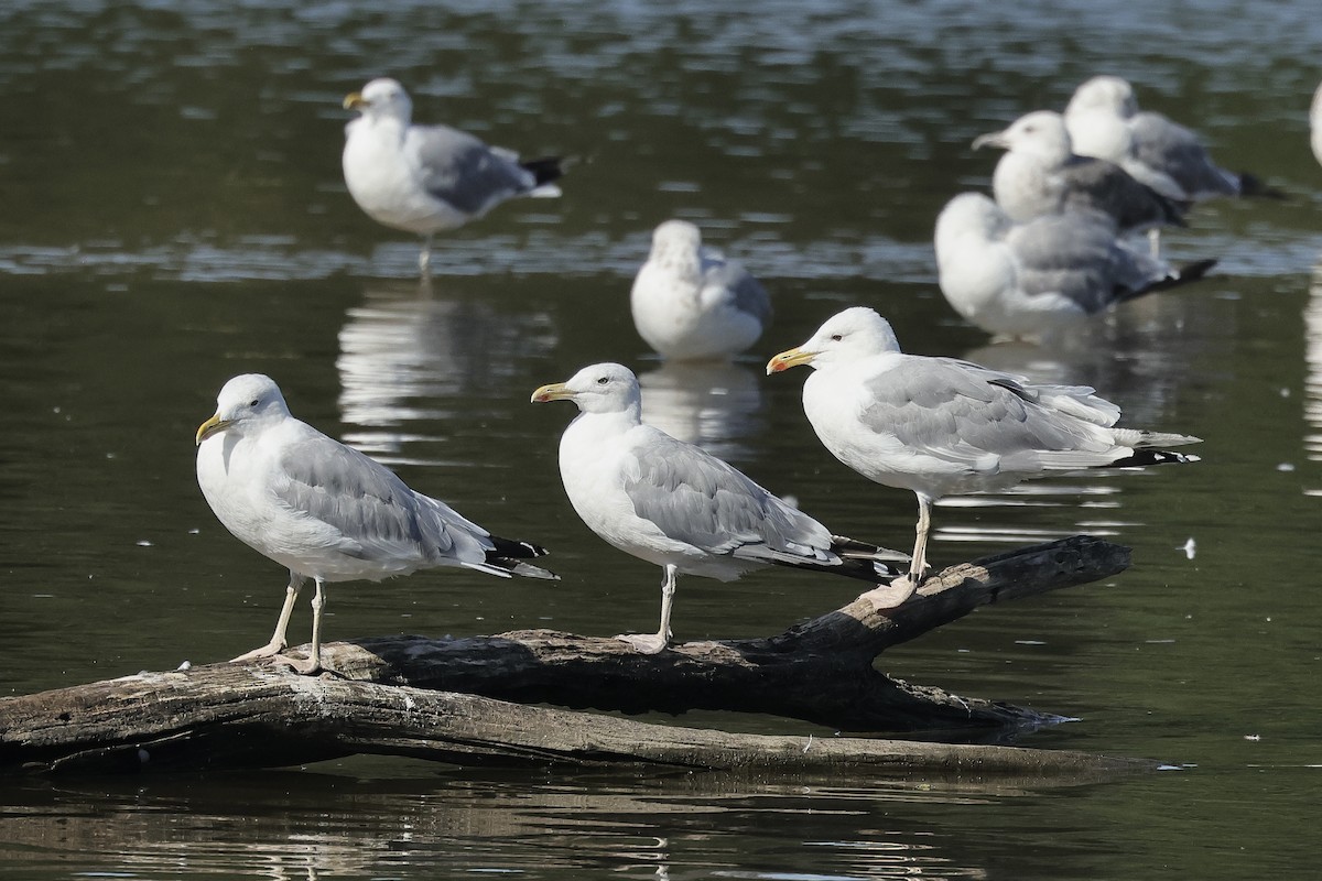 Caspian Gull - ML646628360