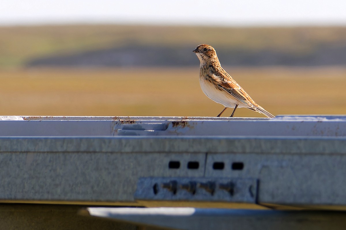 גיבתון לפלנדי - ML646628362