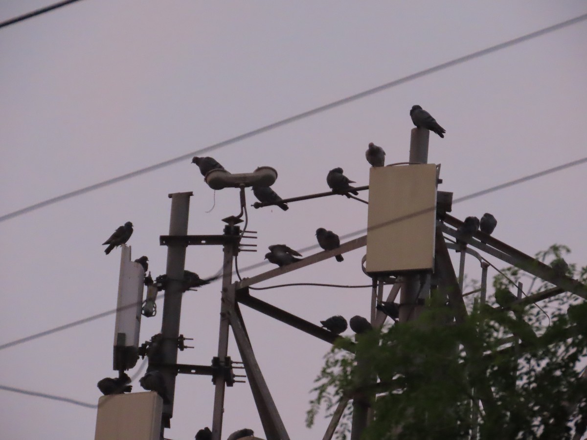 Rock Pigeon (Feral Pigeon) - ML646628364