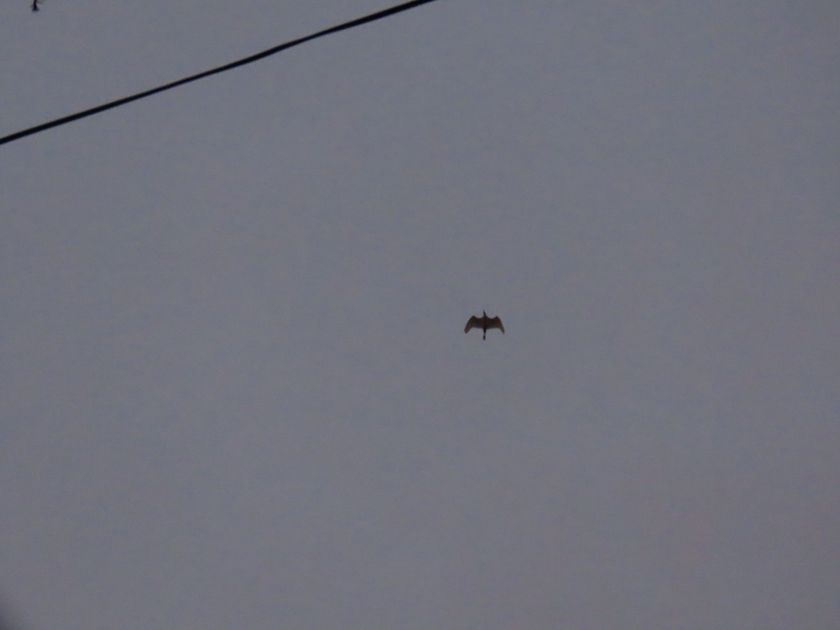 Eastern Cattle-Egret - ML646628365