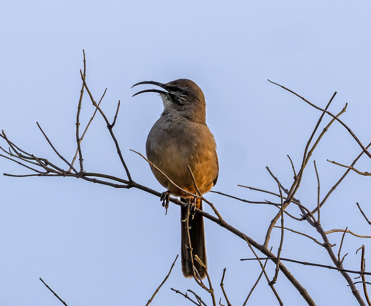 California Thrasher - ML646628366