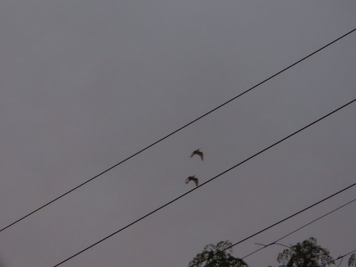 Eastern Cattle-Egret - ML646628367