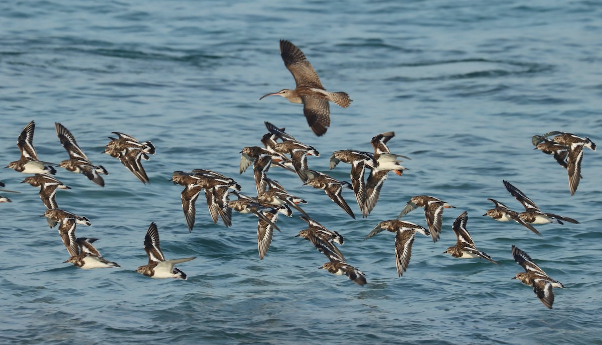 Eurasian Whimbrel - ML646628368