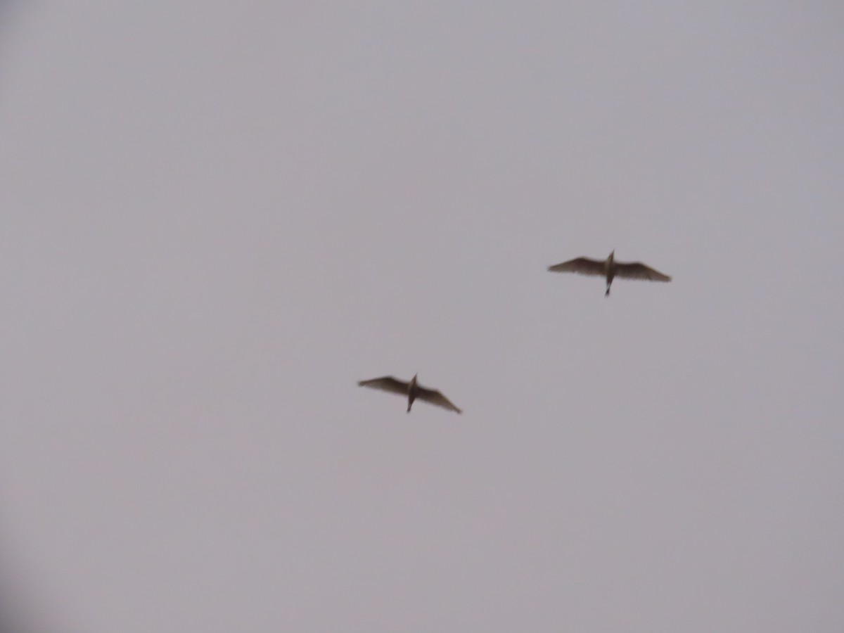 Eastern Cattle-Egret - ML646628369