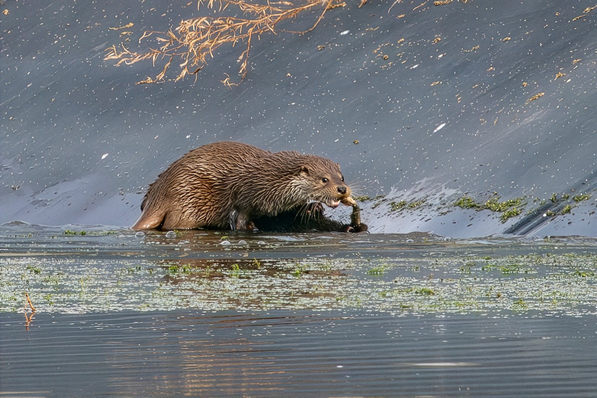 European Otter - ML646628370