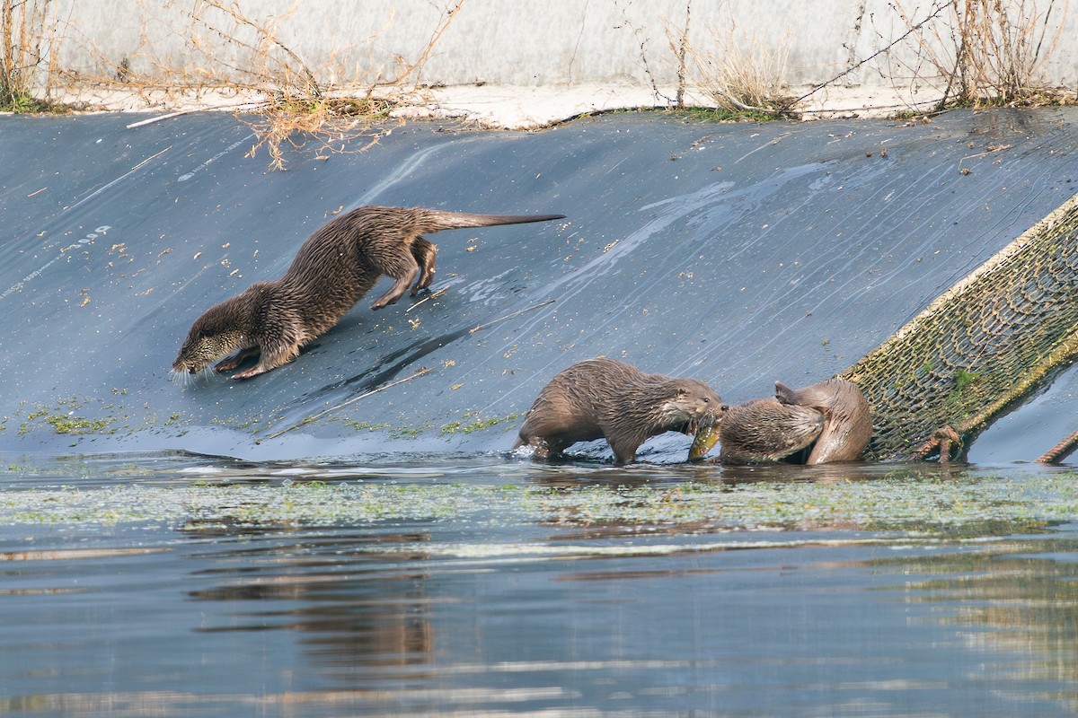 European Otter - ML646628371