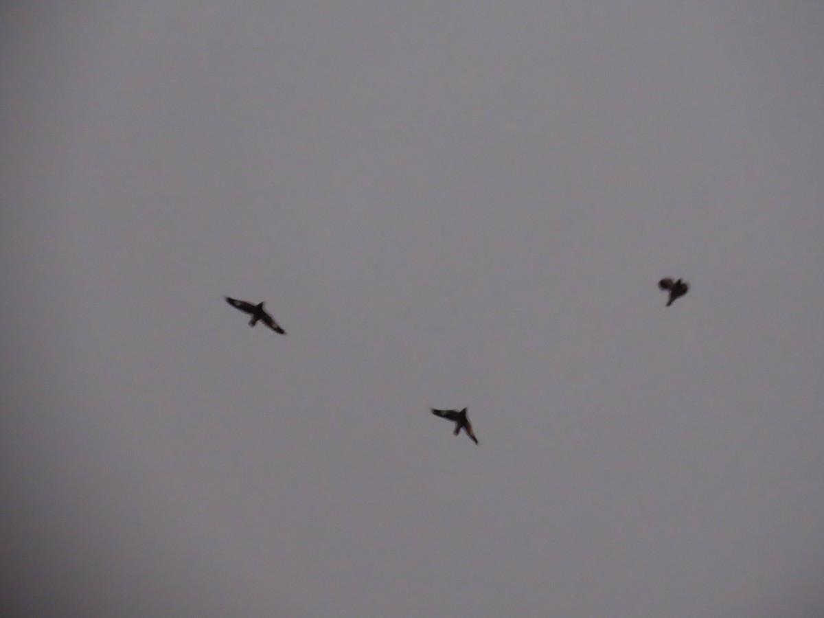 Common Myna - ML646628373