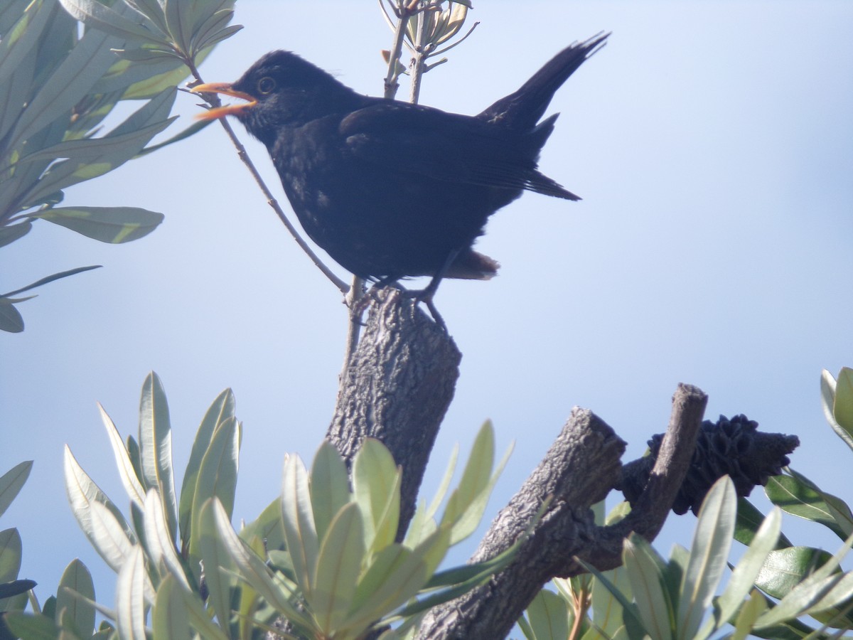 Eurasian Blackbird - ML646628374