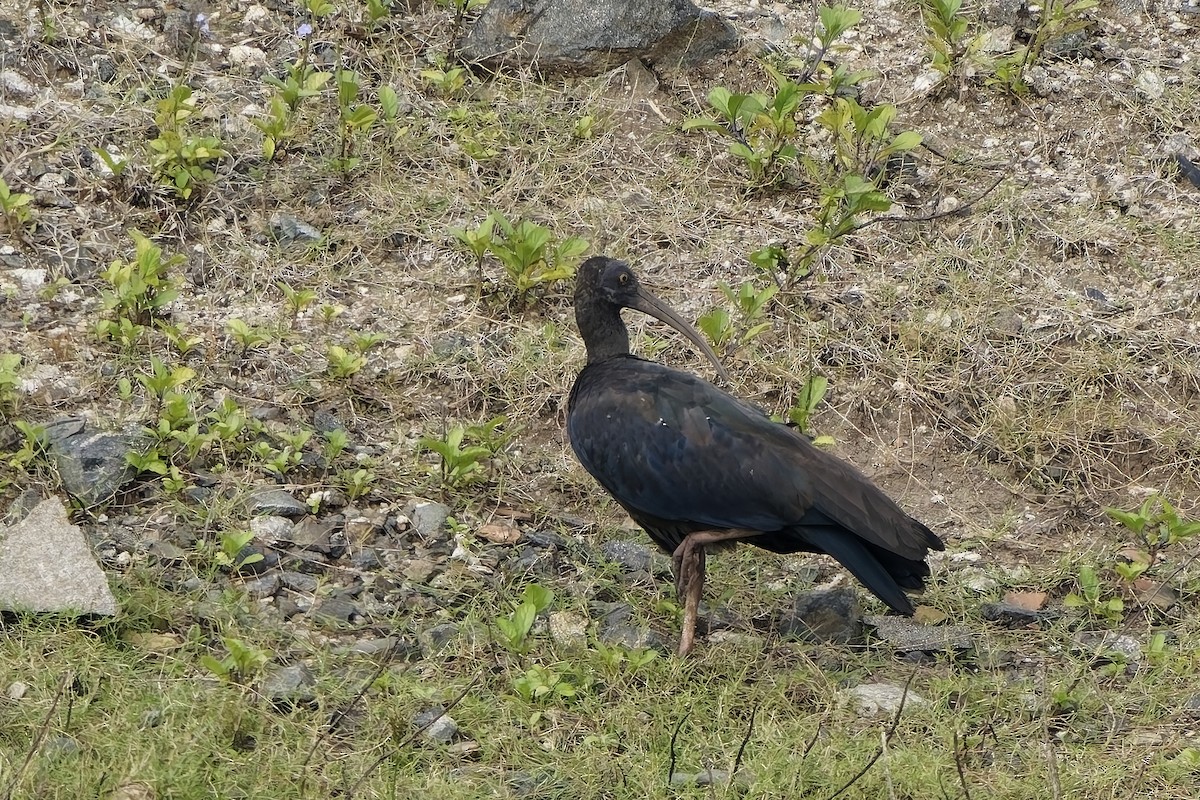 Red-naped Ibis - ML646628375