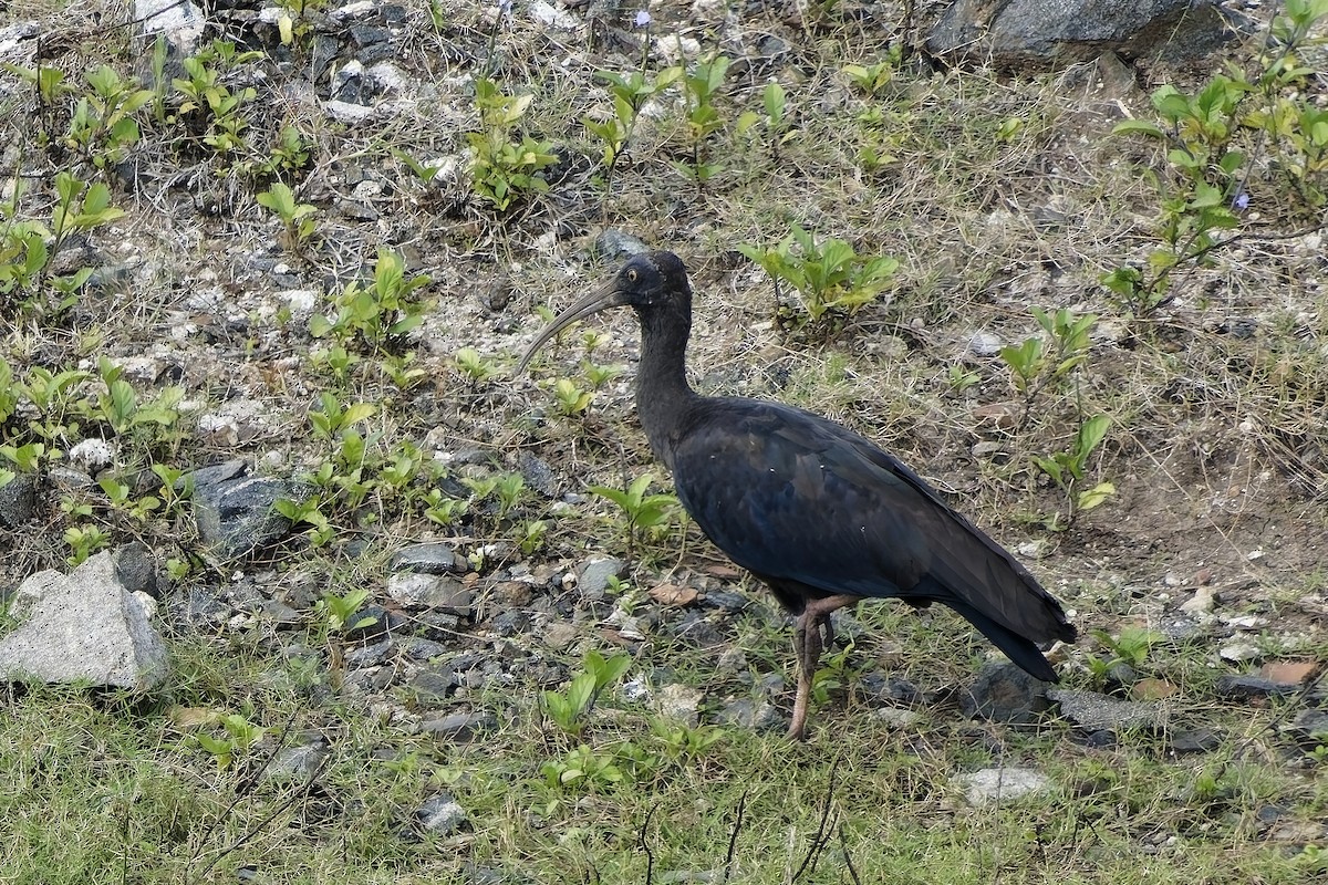 Red-naped Ibis - ML646628376