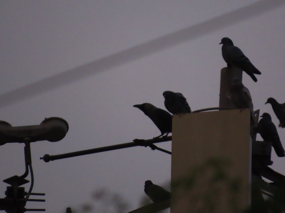 House Crow - ML646628377