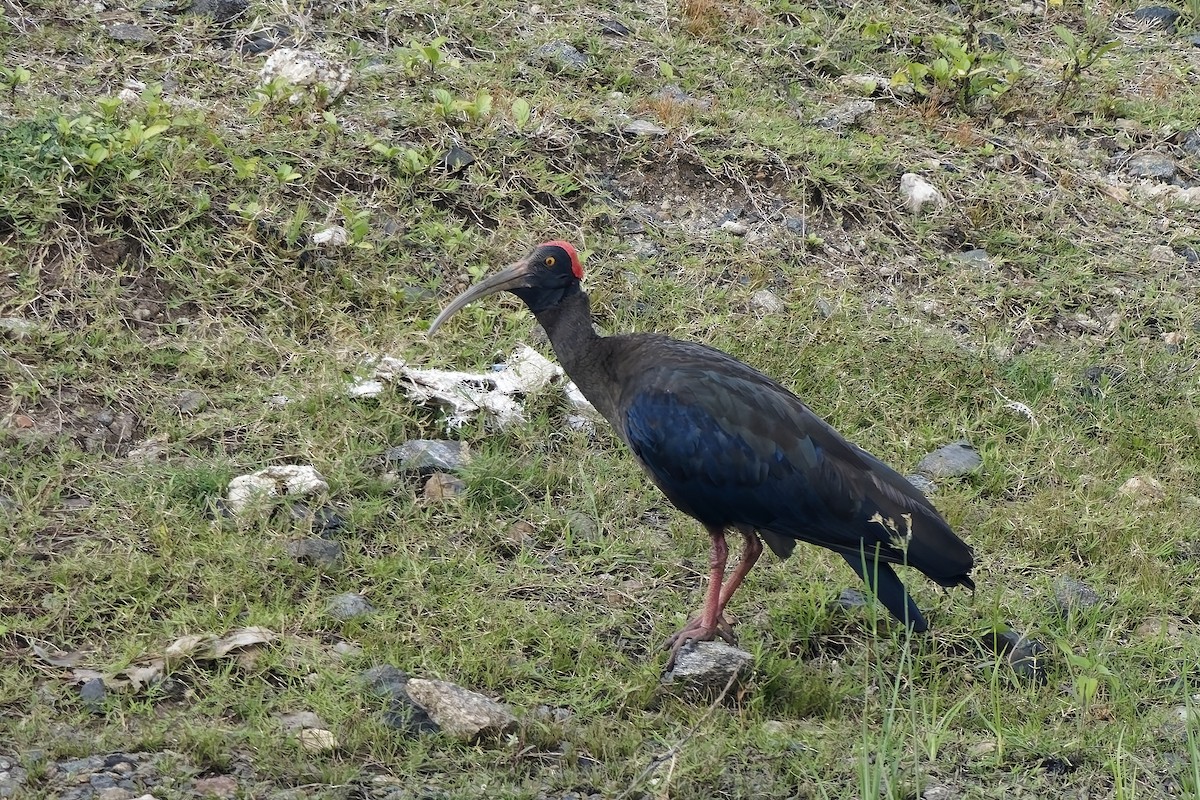 Red-naped Ibis - ML646628378