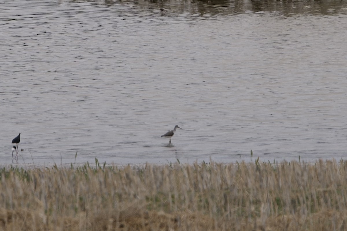 Common Greenshank - ML646628379