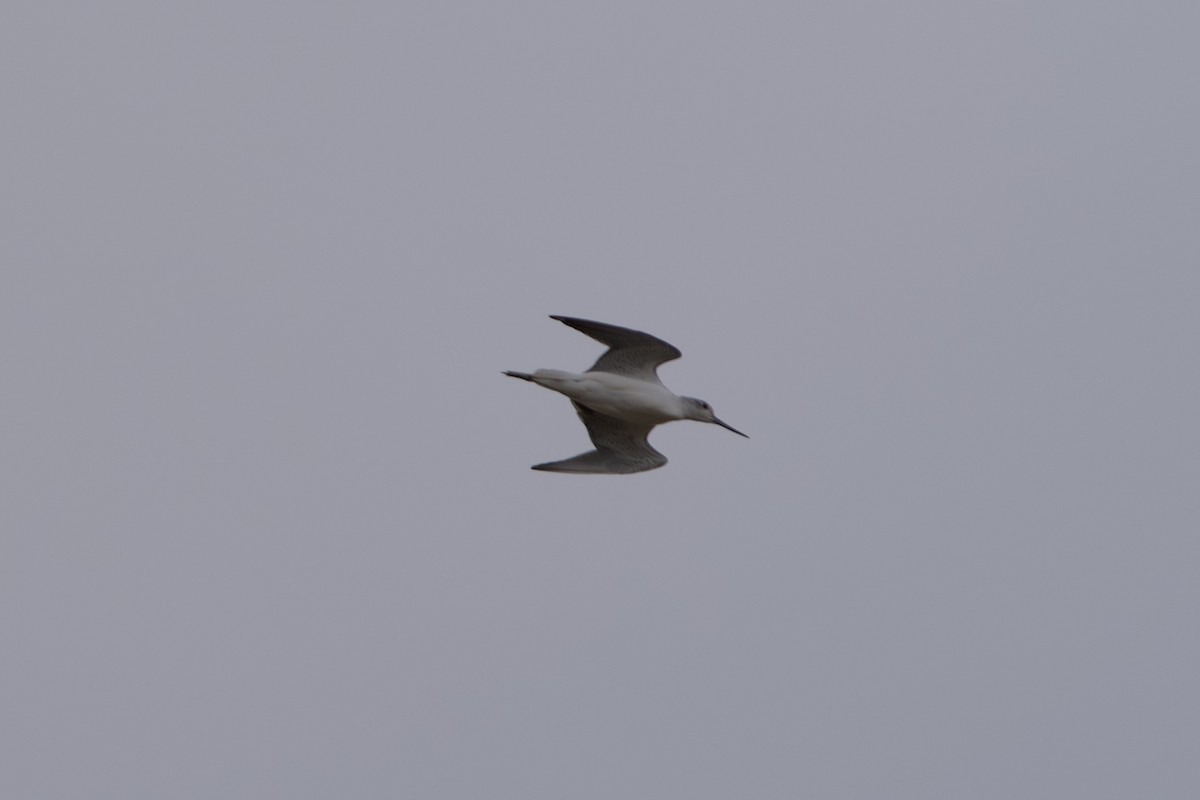 Common Greenshank - ML646628380