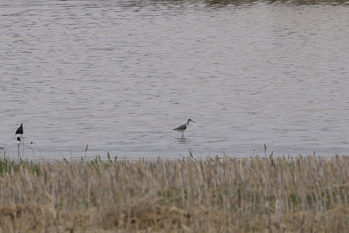 Common Greenshank - ML646628381