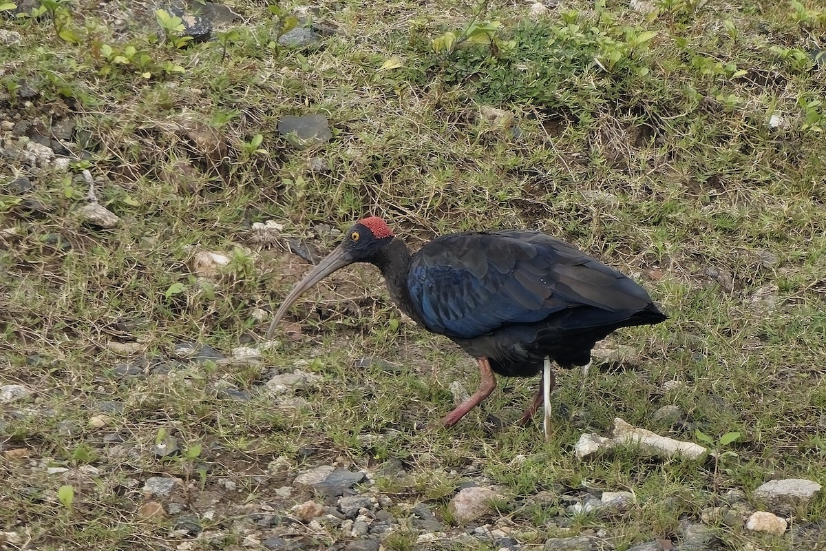 Red-naped Ibis - ML646628384