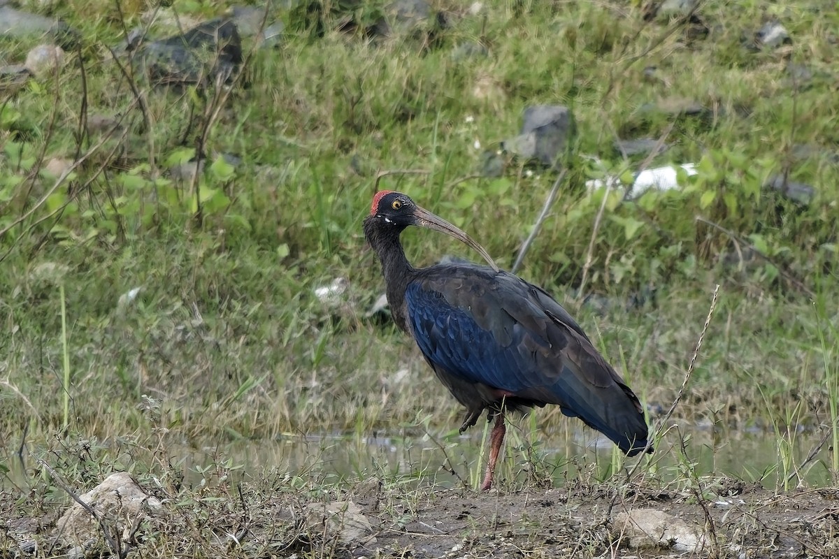 Red-naped Ibis - ML646628385