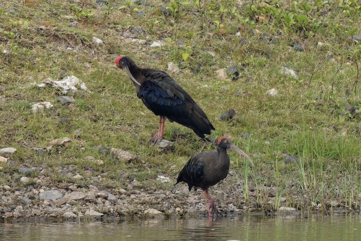 Red-naped Ibis - ML646628386