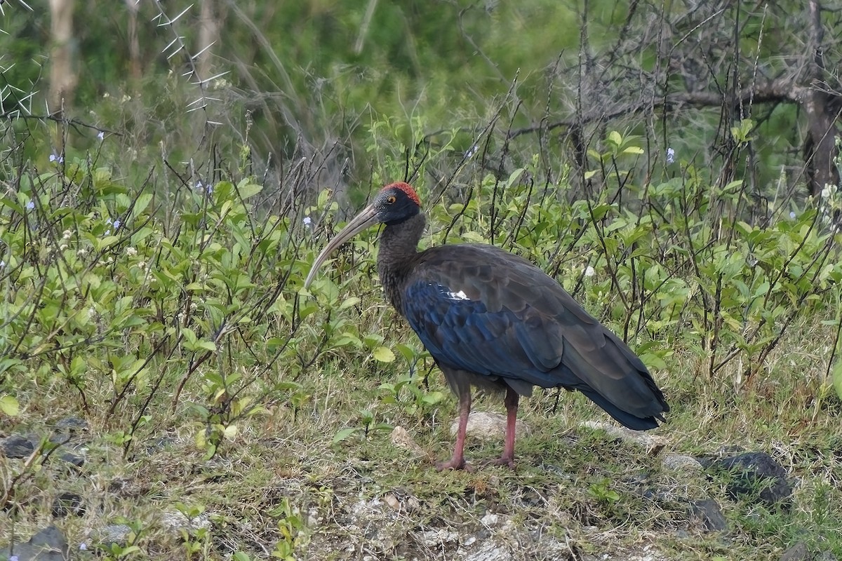 Red-naped Ibis - ML646628387