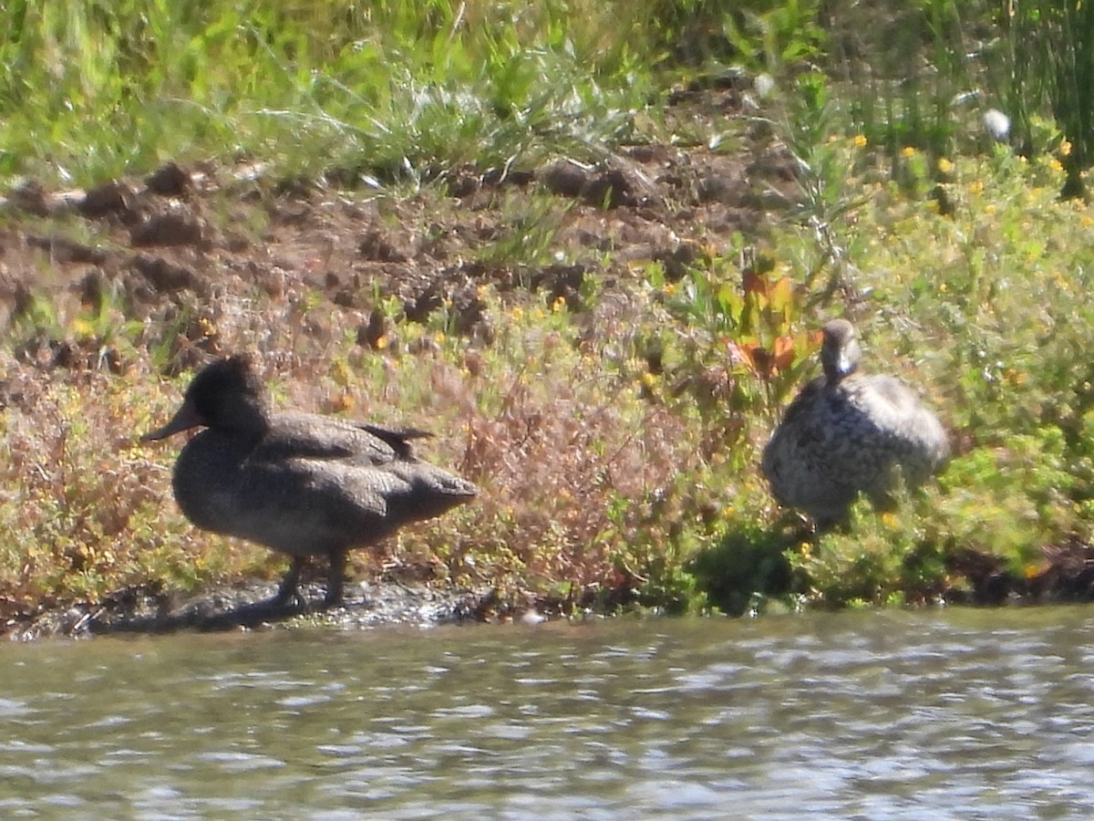 Freckled Duck - ML646628388