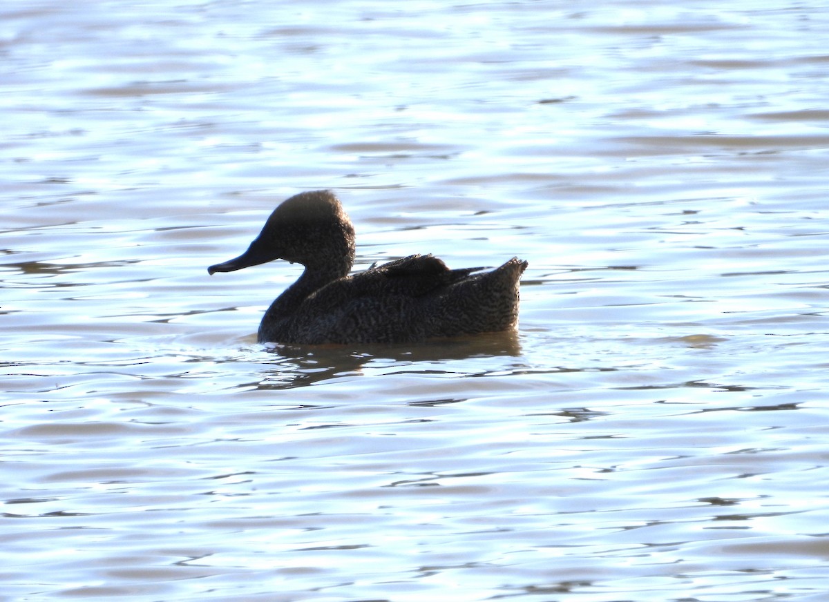 Freckled Duck - ML646628389
