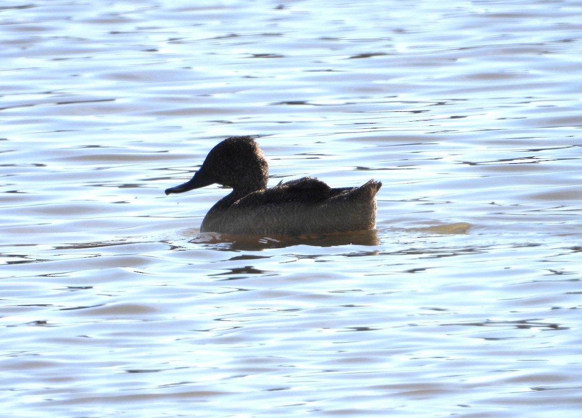 Freckled Duck - ML646628390