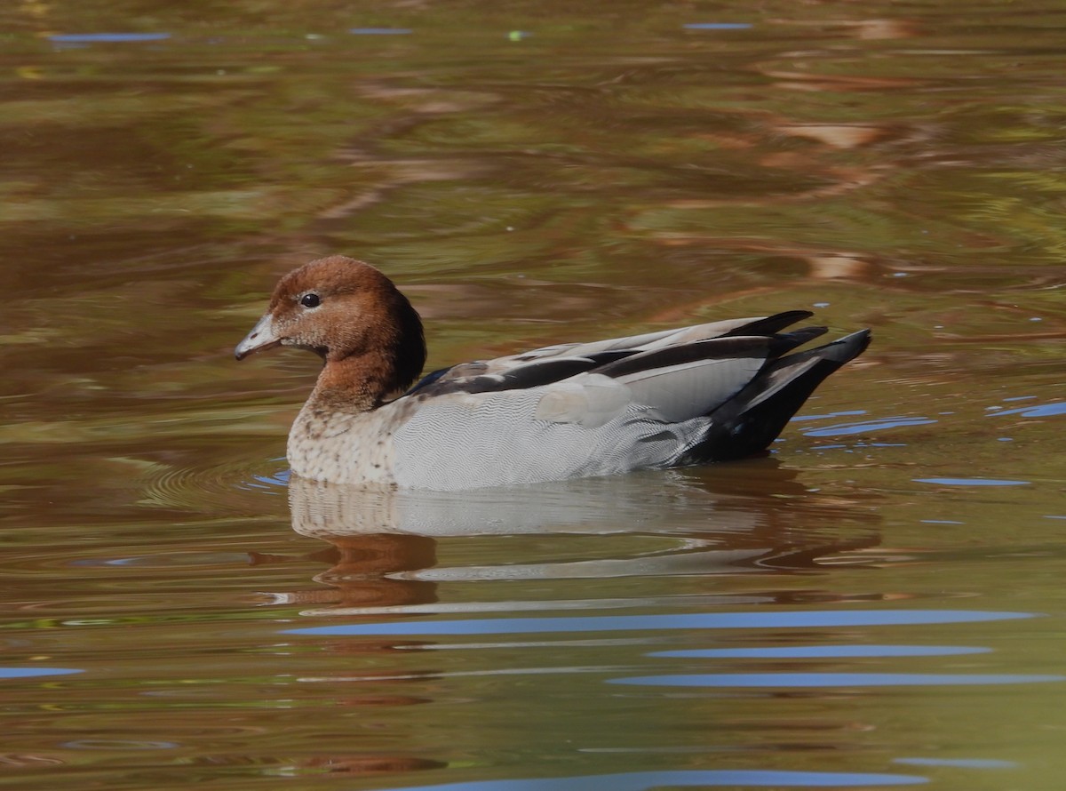 Maned Duck - ML646628392