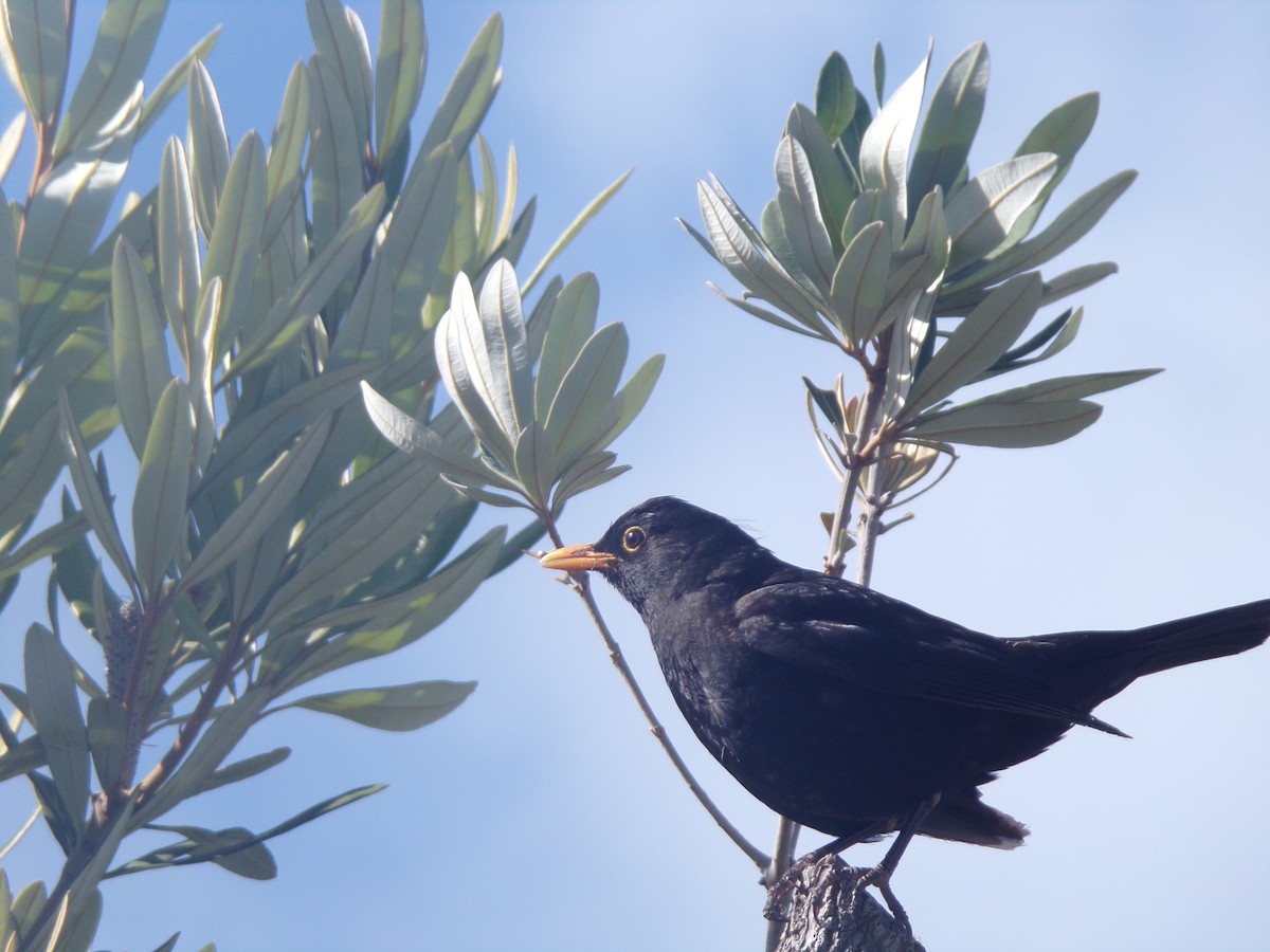 שחרור - ML646628395
