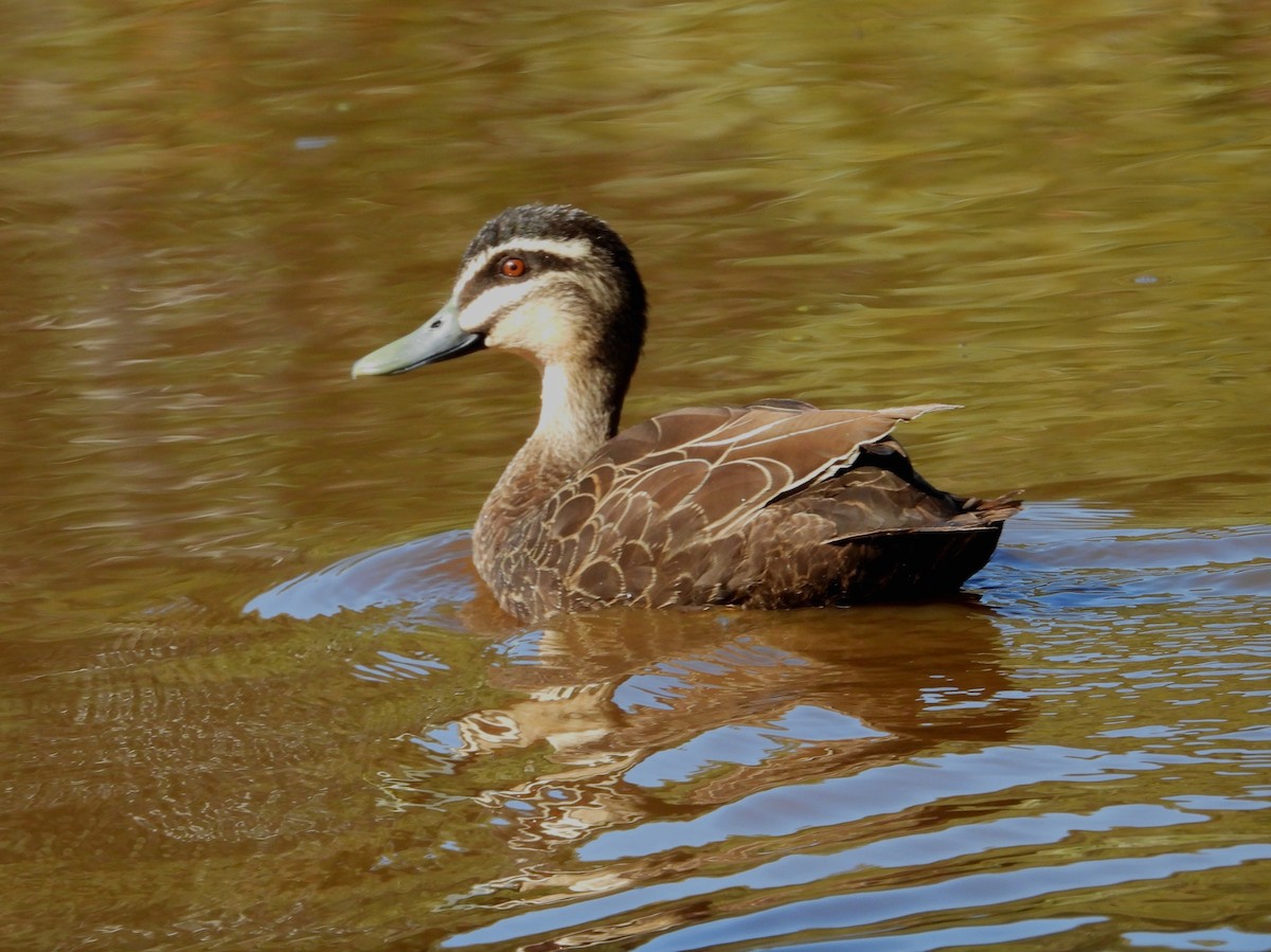 Pacific Black Duck - ML646628397