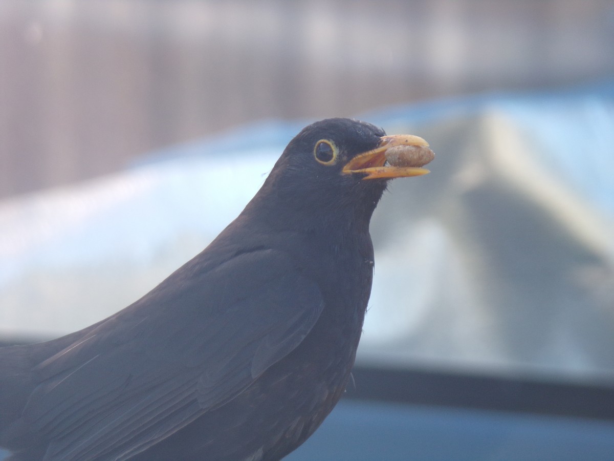 שחרור - ML646628398