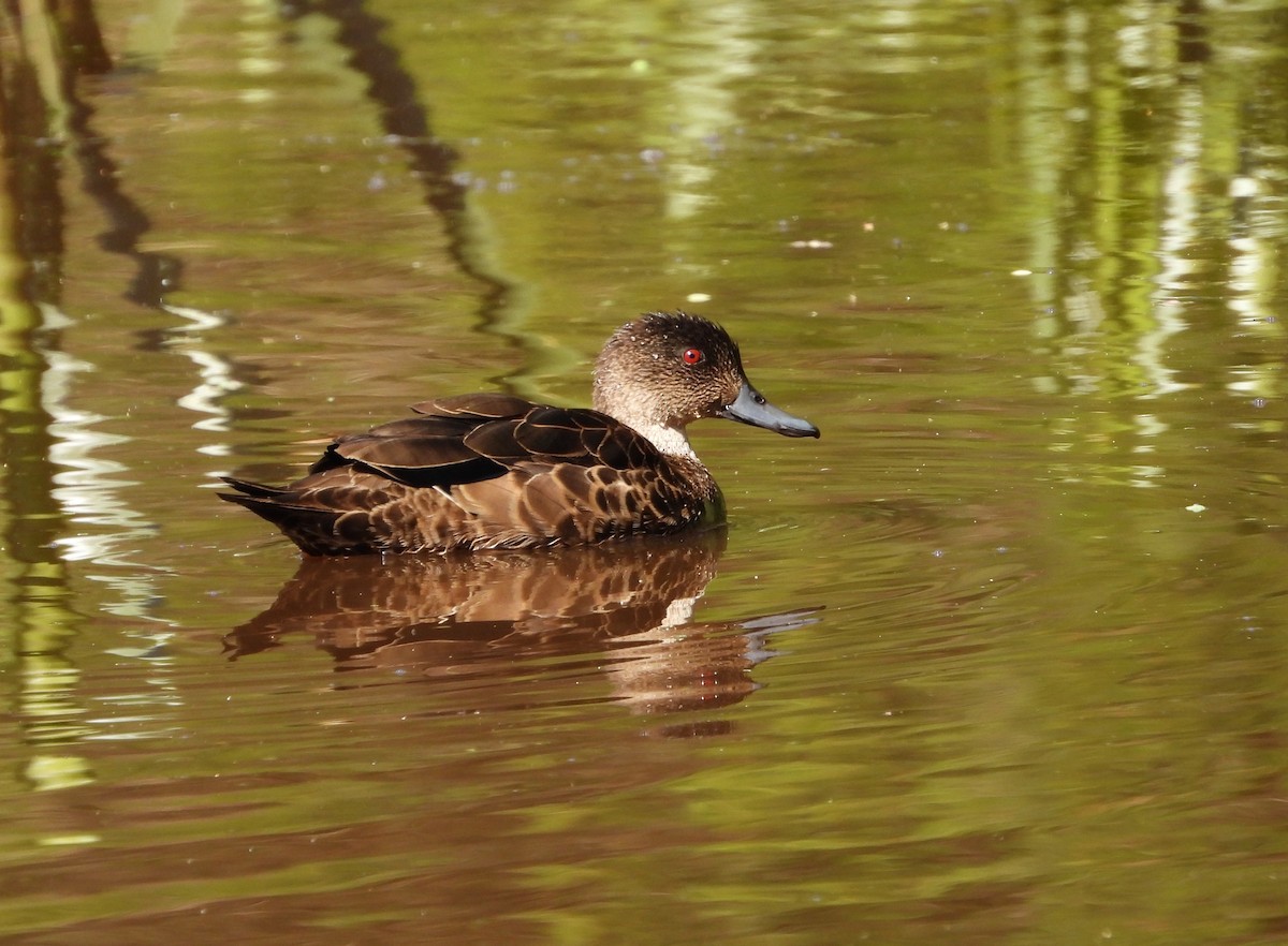 Chestnut Teal - ML646628399