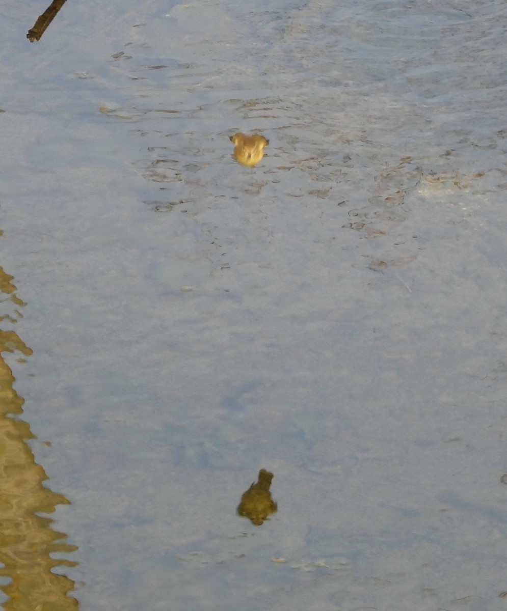 Common Chiffchaff - ML646628401