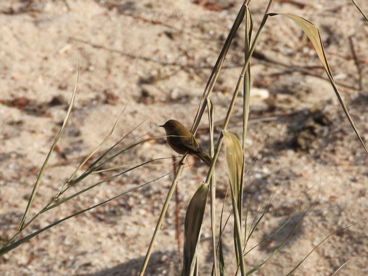 Common Chiffchaff - ML646628402