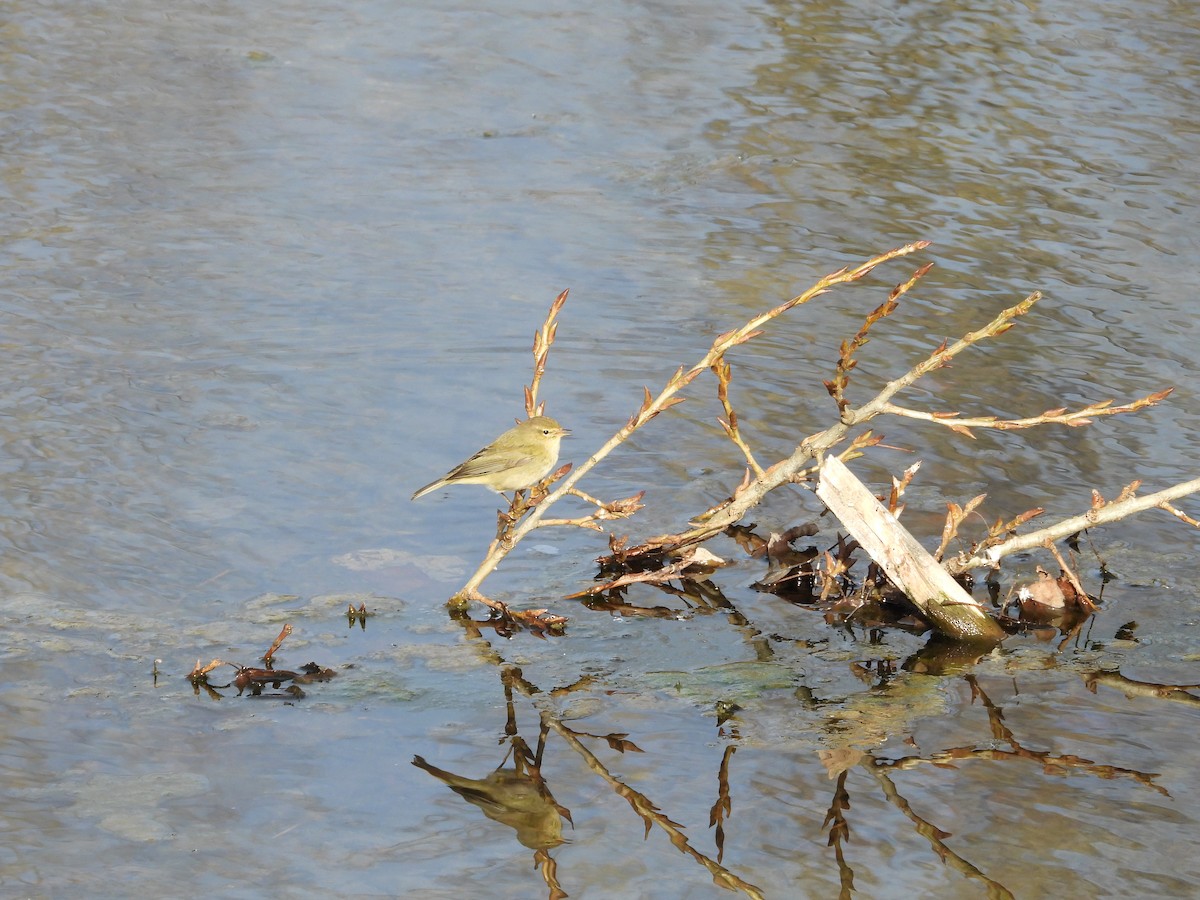 Common Chiffchaff - ML646628403