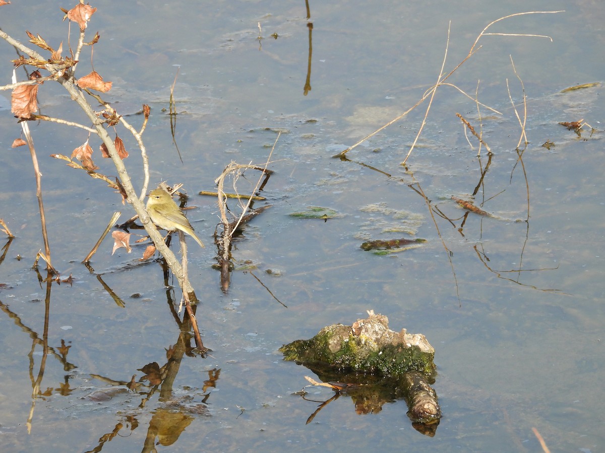 Common Chiffchaff - ML646628404