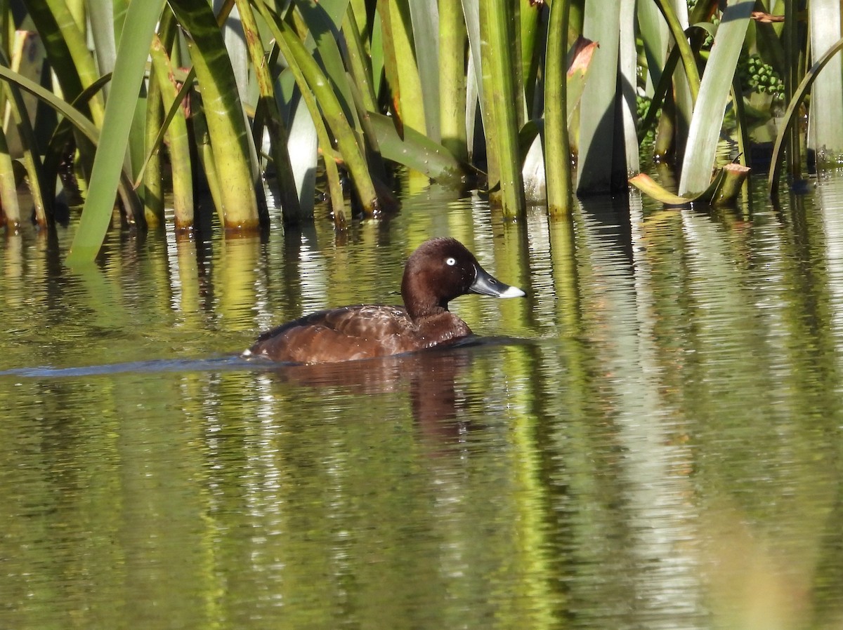 Hardhead - ML646628405