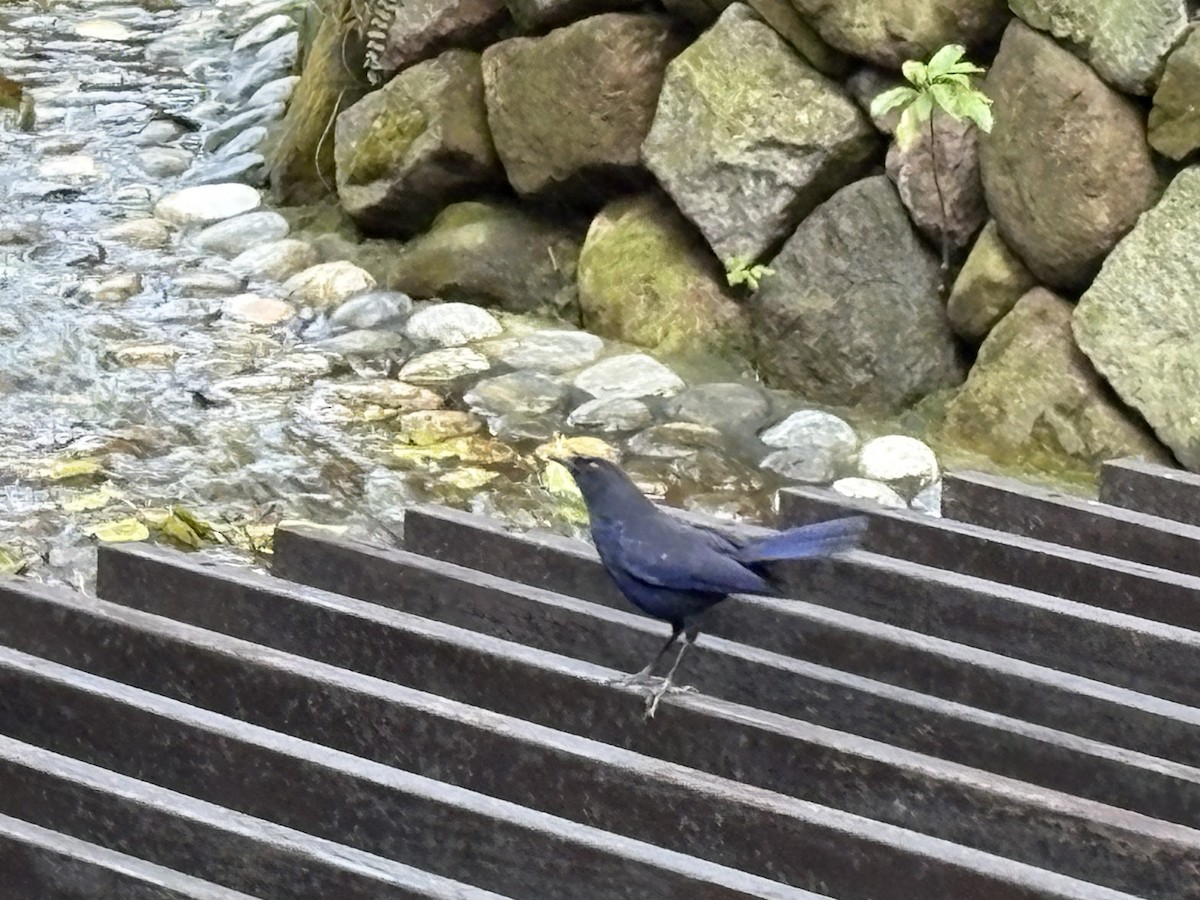 Taiwan Whistling-Thrush - ML646628406