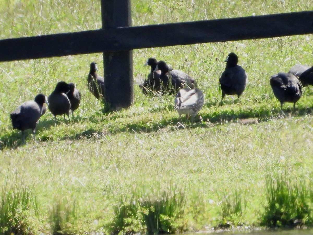 Eurasian Coot - ML646628407
