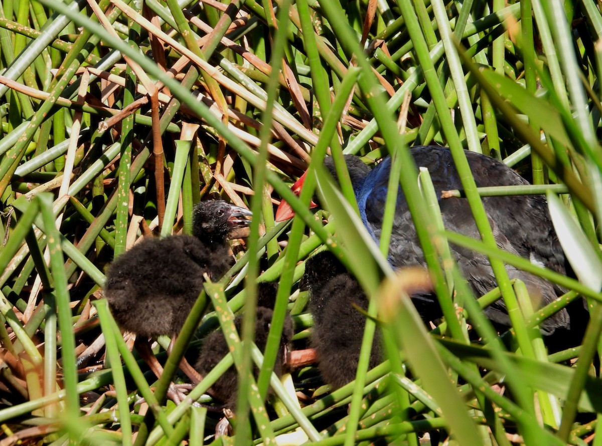 Australasian Swamphen - ML646628409