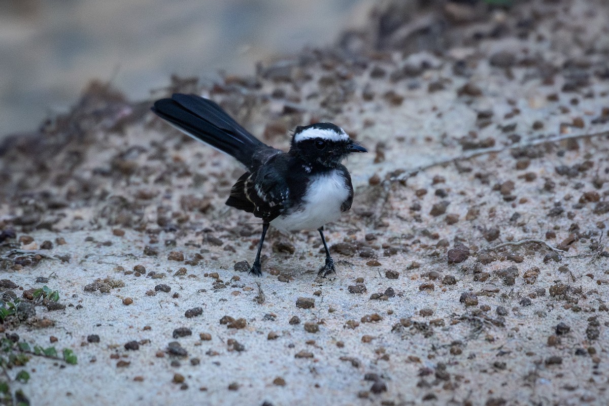 Weißstirn-Fächerschwanz - ML646628410