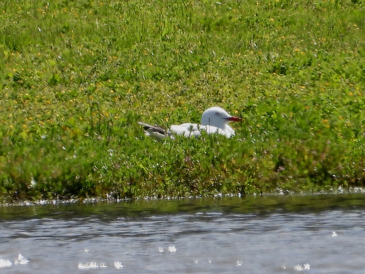 Silver Gull - ML646628411