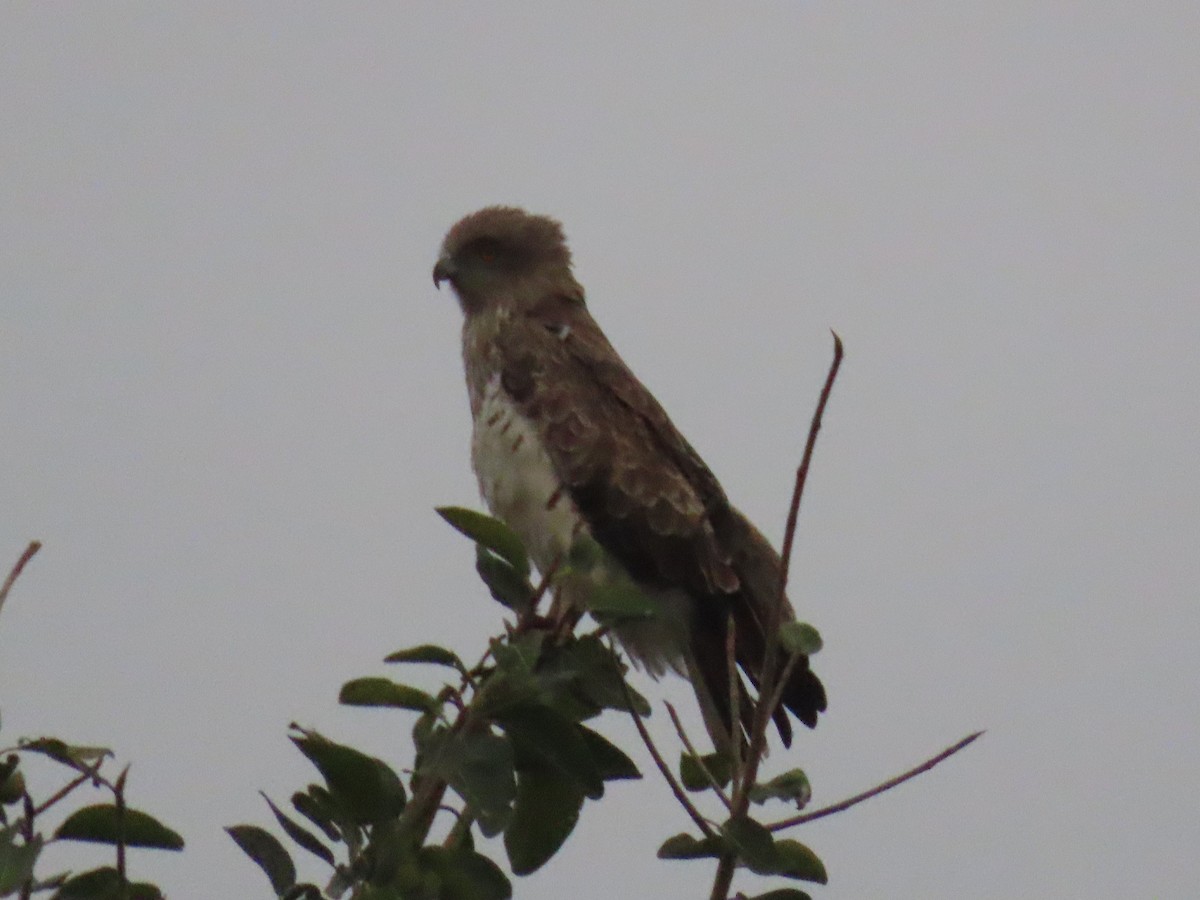 Short-toed Snake-Eagle - ML646628412