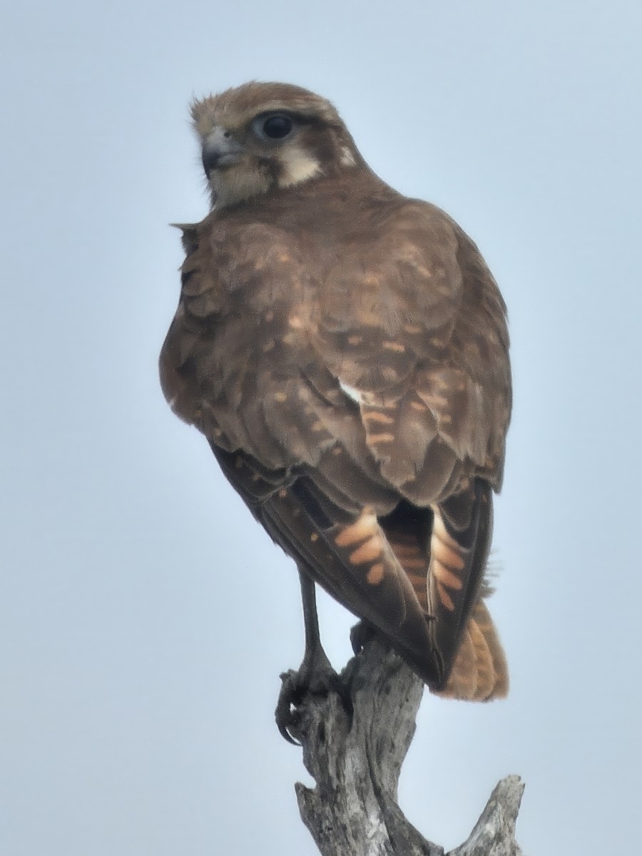 Brown Falcon - ML646628413