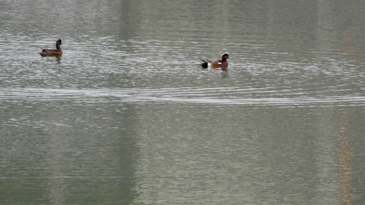 Canard d'Amérique - ML646628417