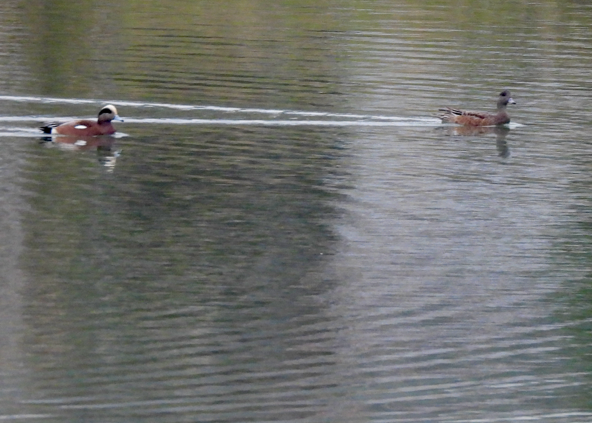 Canard d'Amérique - ML646628418