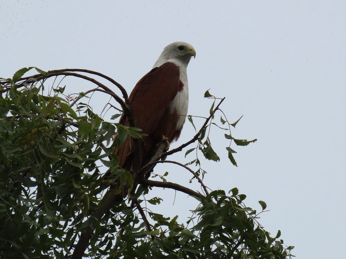 Brahminy Kite - ML646628419